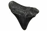 Posterior Juvenile Megalodon Tooth - South Carolina #375897-1